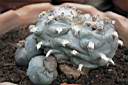 LOPHOPHORA WILLIAMSII.jpg